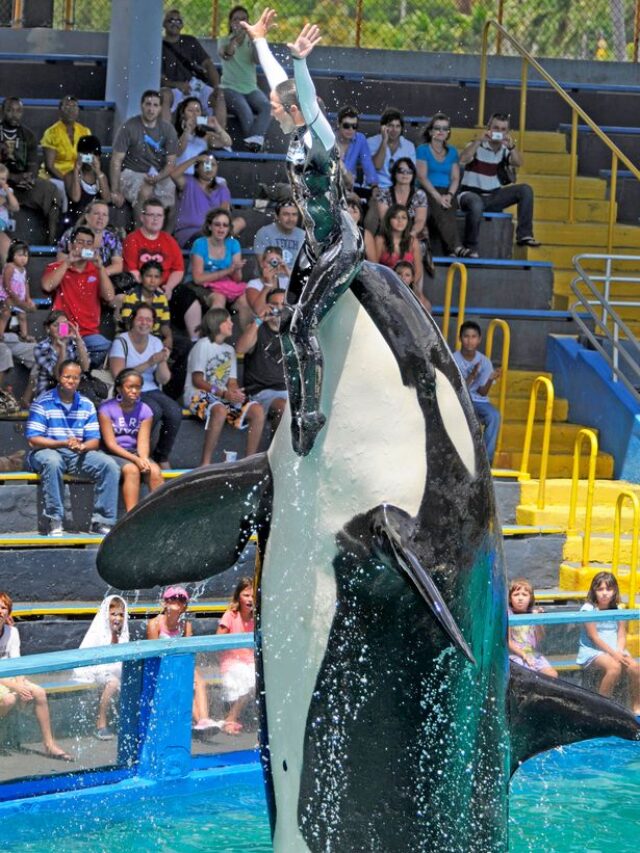 lolita orca